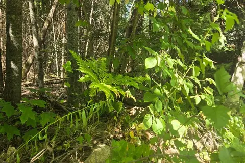 0 E MacDuff Road Acres E