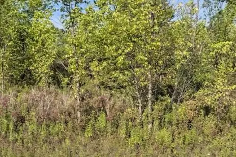 Lot 6 Montrose Road