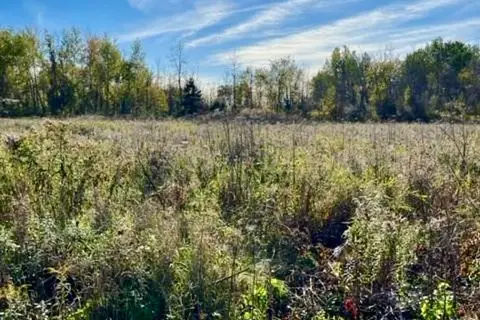 26 HONEY BEE Grove